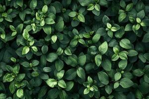 Green leaves on a wall photo
