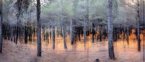 Golden sunset in a pine forest, nature background for design photo