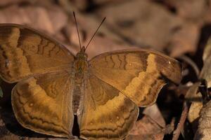 Closeup of a chocolate pansy butterfly spreading its wings on the ground in daytime in the forest. photo