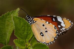 Plain tiger butterfly resting on a green leaf in daytime in the forest. photo