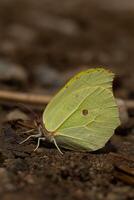 Gonepteryx rhamni butterfly puddling on ground in daytime summer season in the forest. photo