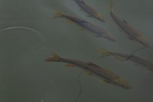 High angle view of a the endangered Tor putitora fishes swimming in the natural pond clear water during the day in spring season. photo