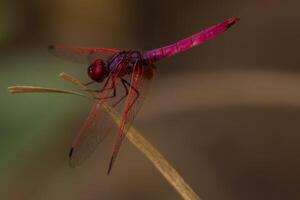 Closeup shot of a crimson marsh glider dragonfly male resting on a twig in daytime in their natural habitat photo