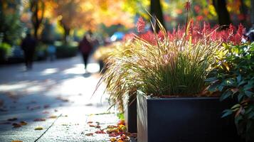 Autumn park plants, city walk background photo