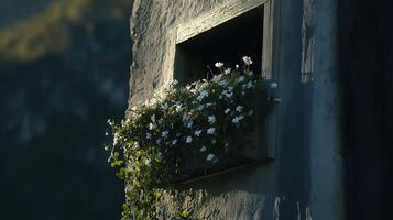 Mountain village, window box, white flowers, sunset, rustic charm photo
