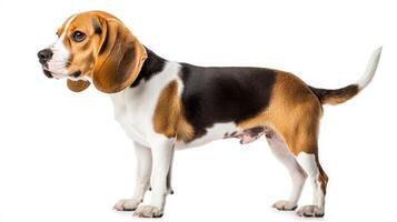 Beagle Dog Profile - Adorable Pet Portrait photo