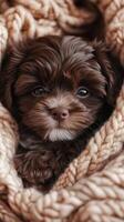 Adorable Puppy Snuggled in a Knitted Blanket photo