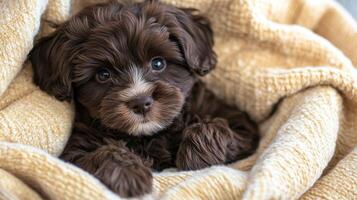 Sweet Brown Puppy Nestled in a Soft Knit Blanket photo