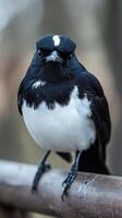 Close-up of a Striking Black and White Bird photo