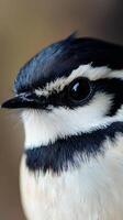 Close-up of a Beautiful Bird's Exquisite Feathers photo