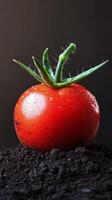 A Fresh, Vibrant Tomato Rooted in the Earth photo