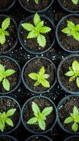 Fresh Cannabis Seedlings in Pots - A Thriving Garden photo