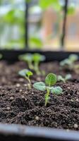 Tiny Sprout Emerging from the Soil A Close-up of New Life photo