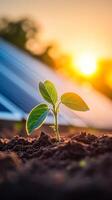 New Beginnings A Sprout Emerging Under Golden Sunrise photo
