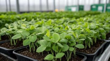 Closeup of vibrant seedlings in a greenhouse photo