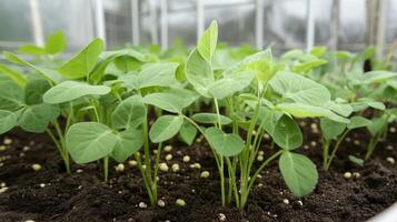 Close-up of vibrant young seedlings in fertile soil photo