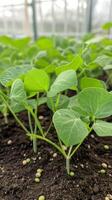 Closeup of Sprouting Pea Plants in a Greenhouse photo
