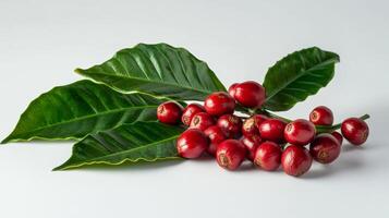 Coffee Berries and Leaves - Fresh and Vibrant photo