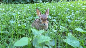 Tiny Rabbit in Lush Green Grass photo