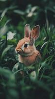 Hidden Bunny in Lush Green Grass photo