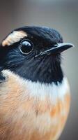 Close-up of a Beautiful Bird's Feathered Detail photo