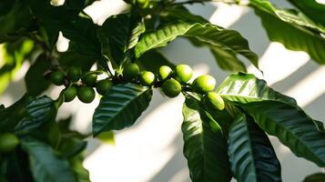 Close-up of vibrant coffee plant leaves and beans photo