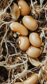 Bean Seeds in Soil - A Close-up View of Nature's Growth photo