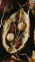 Intricate Seed Pods Nature's Tiny Treasures photo