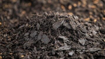 Closeup View of Rich Dark Soil with Wood Mulch photo