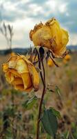 Fading Yellow Roses in a Field photo