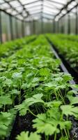 Close-up of vibrant coriander seedlings in a greenhouse photo