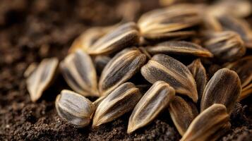 Closeup of Sunflower Seeds on Soil - Healthy Snack photo