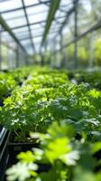 Fresh Coriander Plants in a Greenhouse - Vibrant Growth photo