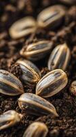 Sunflower Seeds in Rich Soil - A Macro View of Nature's Bounty photo