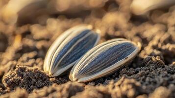 Closeup of Sunflower Seeds in Soil - Nature's Bounty photo