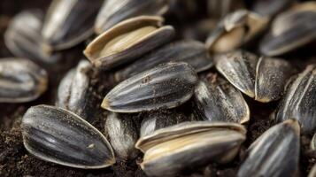 Close-up of Sunflower Seeds on Soil A Nature's Bounty photo