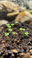 Tiny Seedlings Emerging From the Soil photo