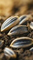 Close Up of Sunflower Seeds in Soil - Nature's Bounty photo