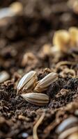 Sunflower Seeds in the Soil - A Closeup of Nature's Growth photo