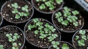 Close Up View of Tiny Seedlings in Pots photo