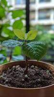 Close-up of a vibrant young plant in a pot photo