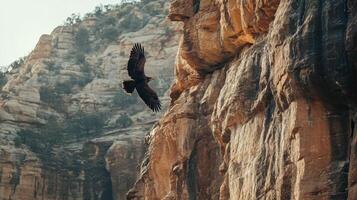 Majestic Eagle Soaring Above Canyon Walls photo
