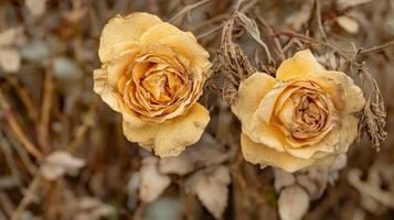 Faded Roses A Tranquil Embrace of Autumn's End photo