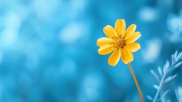 Stunning Yellow Flower Against a Vibrant Blue Background photo
