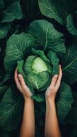 A Bountiful Head of Cabbage Held Gently in Hands photo