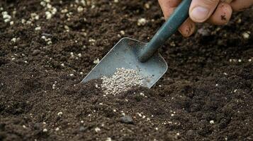 plantando semillas en Rico suelo jardín deberes foto