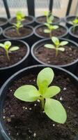 Tiny Green Seedlings in Pots A Fresh Start in Nature's Garden photo