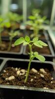 Tiny Tomato Sprout in Pot - A New Life Begins photo