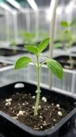 Close-up of a vibrant seedling in a pot photo