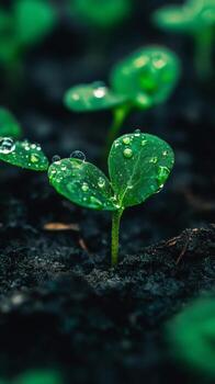 Tiny Sprout Emerging from the Earth A Symbol of New Beginnings photo